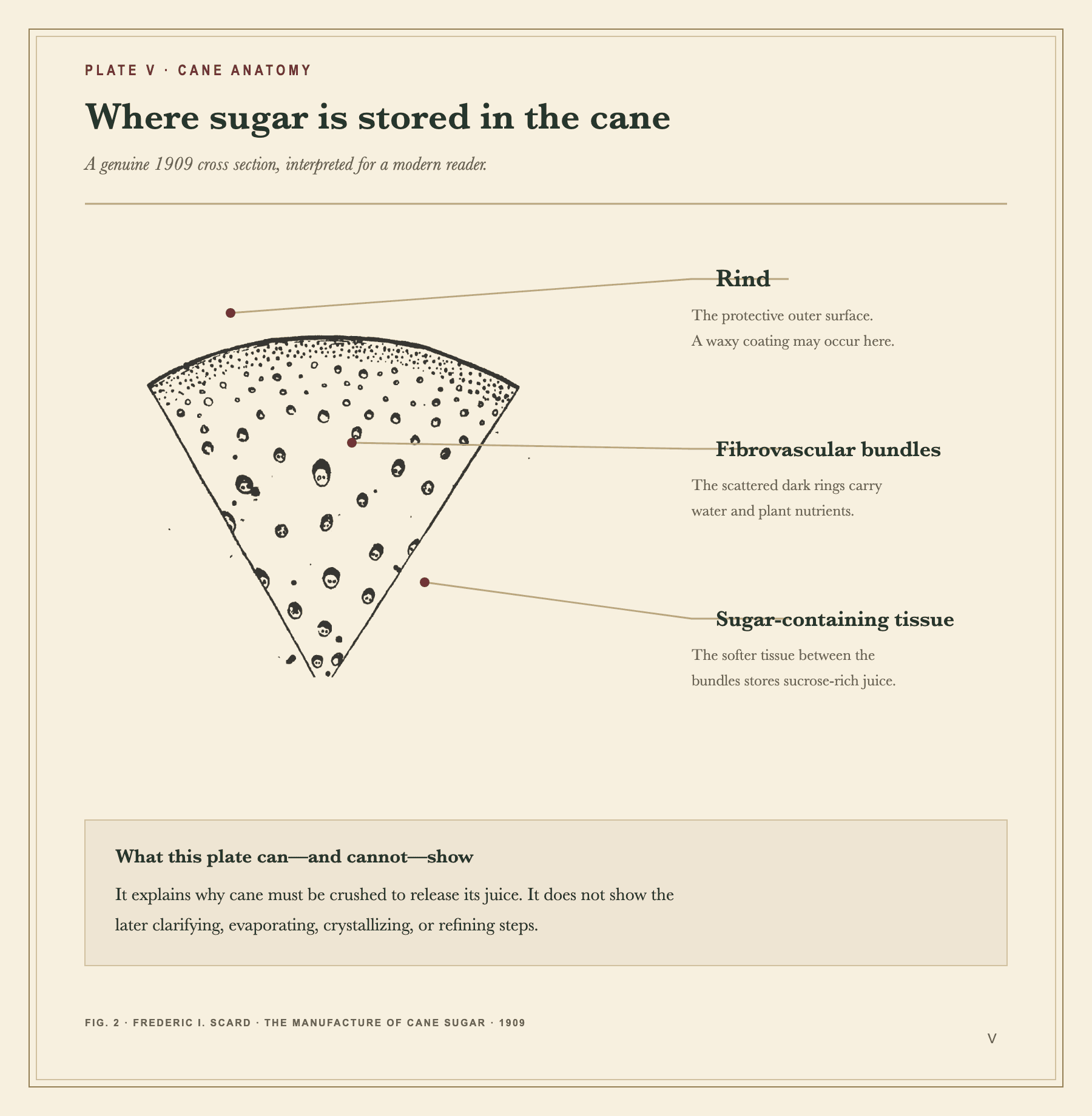 A vintage botanical cross section and line drawing of a sugarcane stalk showing the fibrous rind and juice-holding tissue where sucrose is stored.